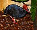 _MG_0577 crested wood partridge.jpg