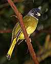 _MG_0578 collard finch billed bulbul.jpg