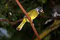 _MG_0585 collard finch-billed bulbul.jpg