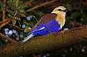 _MG_0593 blue-bellied roller.jpg