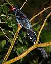 _MG_0594 green woodhoopoe.jpg