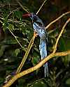 _MG_0595 green woodhoopoe.jpg