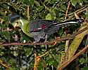 _MG_0599 white-cheeked turaco.jpg