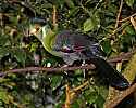 _MG_0601 white-cheeked turaco.jpg