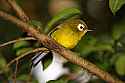 _MG_0604 Kikuyu White-Eye.jpg