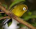 _MG_0605 Kikuyu White-Eye.jpg