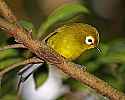 _MG_0607 kikuyu white eye.jpg