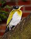 _MG_0623 black-headed woodpecker.jpg