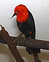 _MG_9777 scarlet-headed blackbird.jpg
