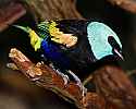 _MG_9783 blue-necked tanager.jpg