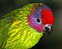 _MG_9817 goldie's lorikeet.jpg