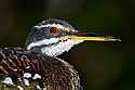 _MG_9826 sunbittern.jpg