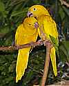 _MG_9856 golden conure.jpg