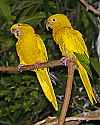 _MG_9858 golden conures.jpg