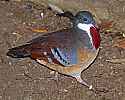 _MG_9863 bleeding heart dove.jpg