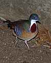 _MG_9867 bleeding-heart dove.jpg