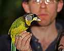 _MG_9896 fire-tufted barbet.jpg