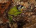 _MG_9924 fire-tufted barbet bathing.jpg