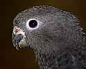 _MG_9942 black parrot.jpg