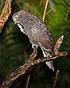 _MG_9948 black parrot.jpg