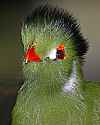 _MG_9953 white-cheeked turaco.jpg