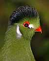 _MG_9959 white-cheeked turaco.jpg