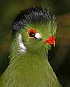 _MG_9963 white-cheeked turaco.jpg