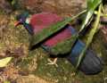 _MG_0834 green-naped pheasant pigeon.jpg
