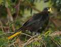 _MG_0844 Crested Oropendola.jpg
