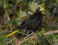 _MG_0847 Crested Oropendola.jpg