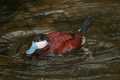 _MG_0850 Ruddy Duck.jpg