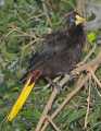_MG_0860 Crested Oropendola.jpg