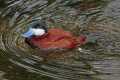 _MG_0867 male ruddy duck.jpg