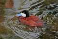_MG_0868 ruddy duck drake.jpg