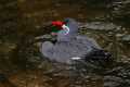 _MG_0875 inca tern.jpg