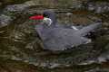 _MG_0878 inca tern.jpg