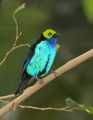 _MG_0913 paradise tanager.jpg