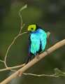 _MG_0914 male paradise tanager.jpg