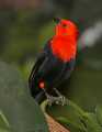 _MG_0920 scarlet-headed blackbird.jpg
