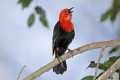 _MG_0928 scarlet-headed blackbird singing.jpg