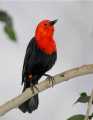 _MG_0932 scarlet-headed blackbird.jpg