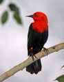 _MG_0938 scarlet-headed blackbird.jpg