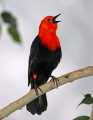 _MG_0939 scarlet-headed blackbird.jpg