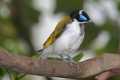 _MG_0948 blue-faced honeyeater.jpg