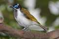 _MG_0951 blue-faced honeyeater.jpg
