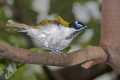 _MG_0952 blue-faced honeyeater.jpg