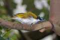 _MG_0955 blue-faced honeyeater.jpg