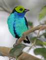 _MG_0961 paradise tanager.jpg