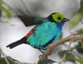 _MG_0967 paradise tanager.jpg