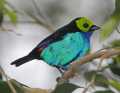 _MG_0968 paradise tanager.jpg